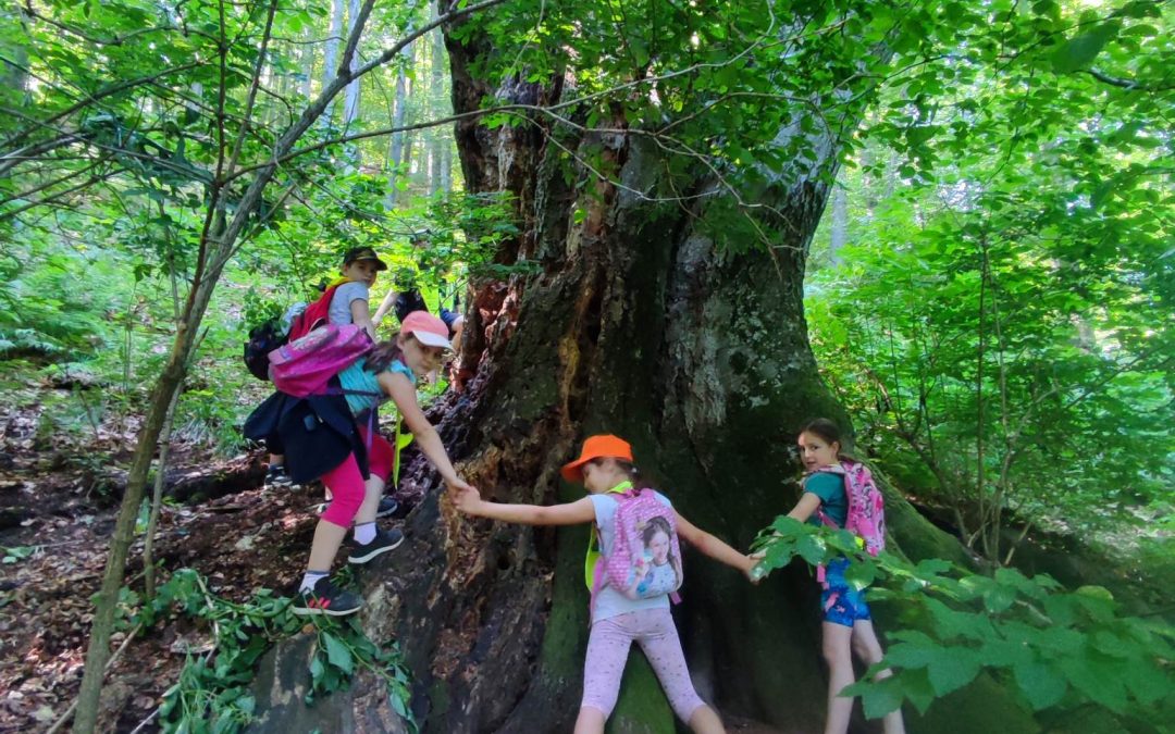 ŠPORTNA DNEVA – DO DEBELE BUKVE IN NA ROLERJIH